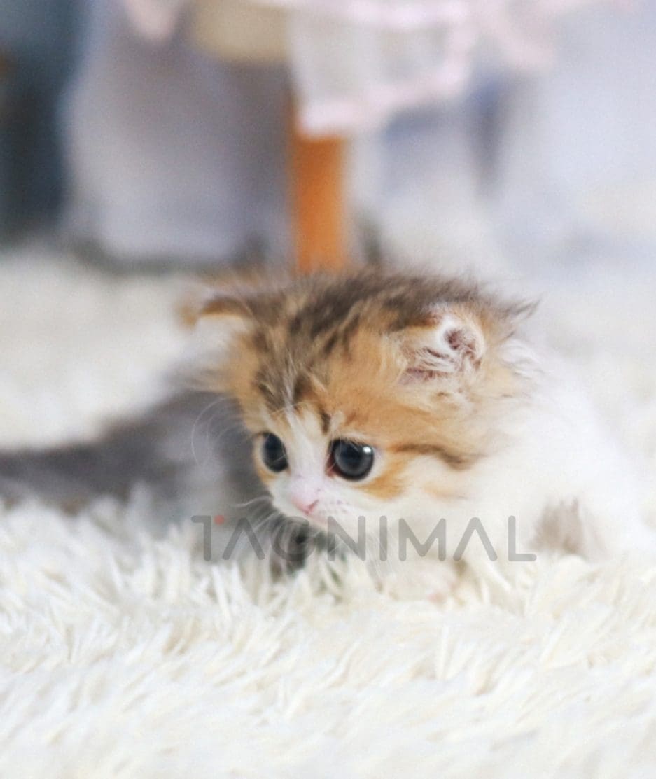 Munchkin kitten for sale, cat for sale at Tagnimal