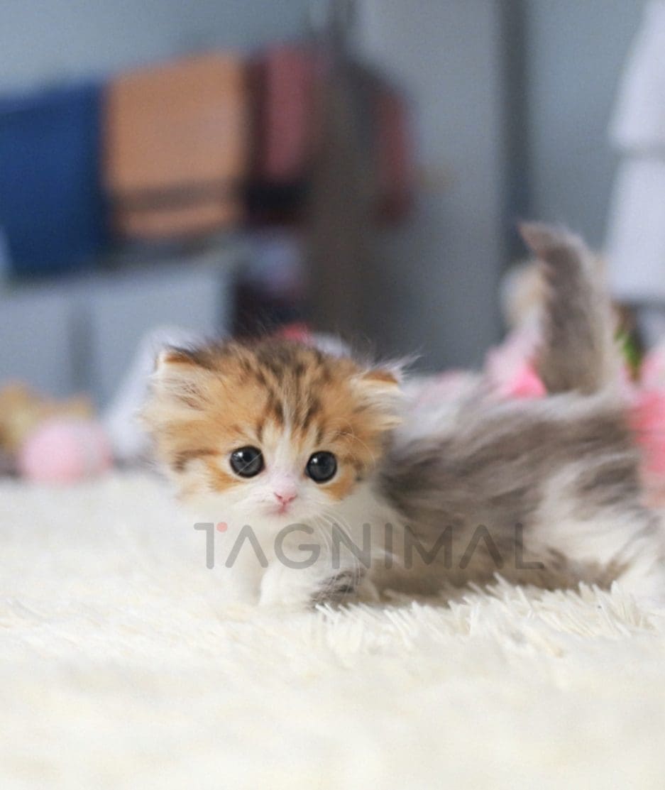 Munchkin kitten for sale, cat for sale at Tagnimal