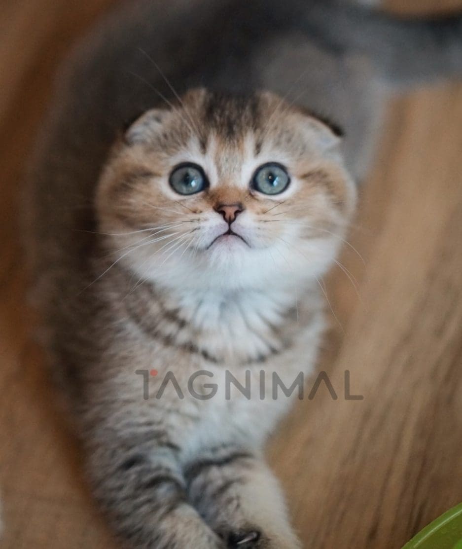 Scottish Fold kitten for sale, cat for sale at Tagnimal