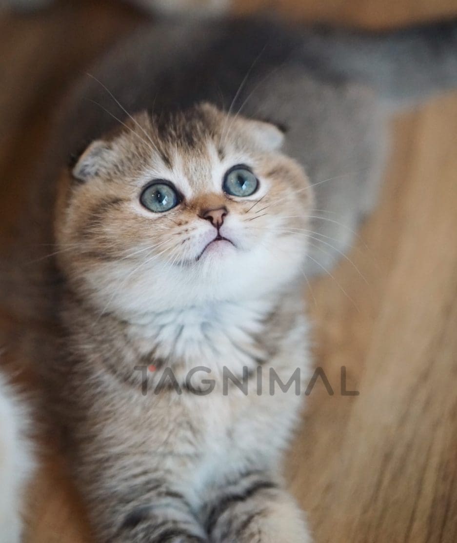 Scottish Fold kitten for sale, cat for sale at Tagnimal