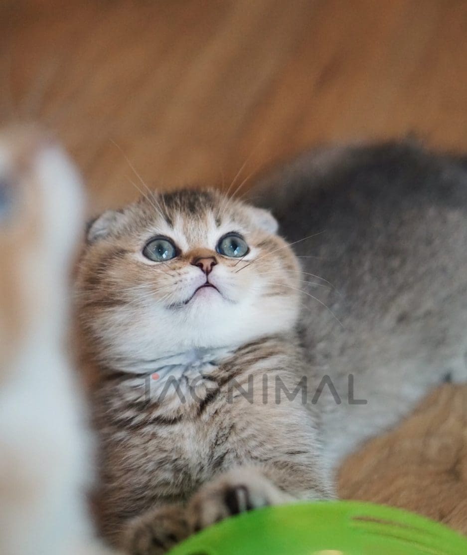 Scottish Fold kitten for sale, cat for sale at Tagnimal