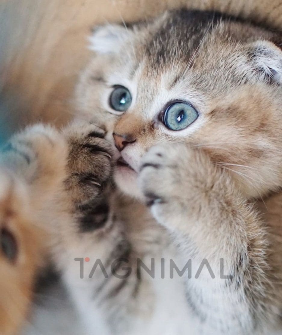 Scottish Fold kitten for sale, cat for sale at Tagnimal