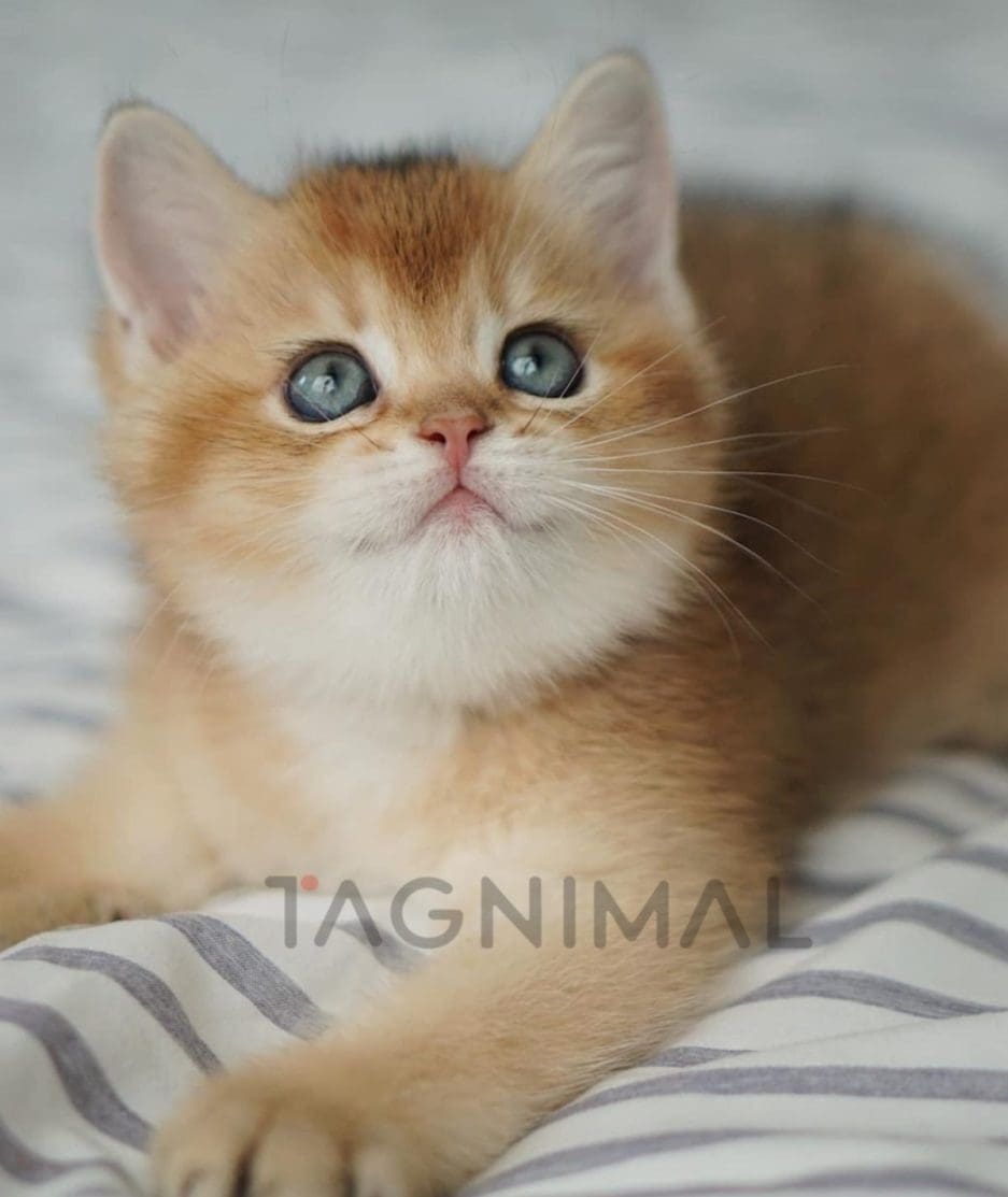 British Shorthair kitten for sale, cat for sale at Tagnimal