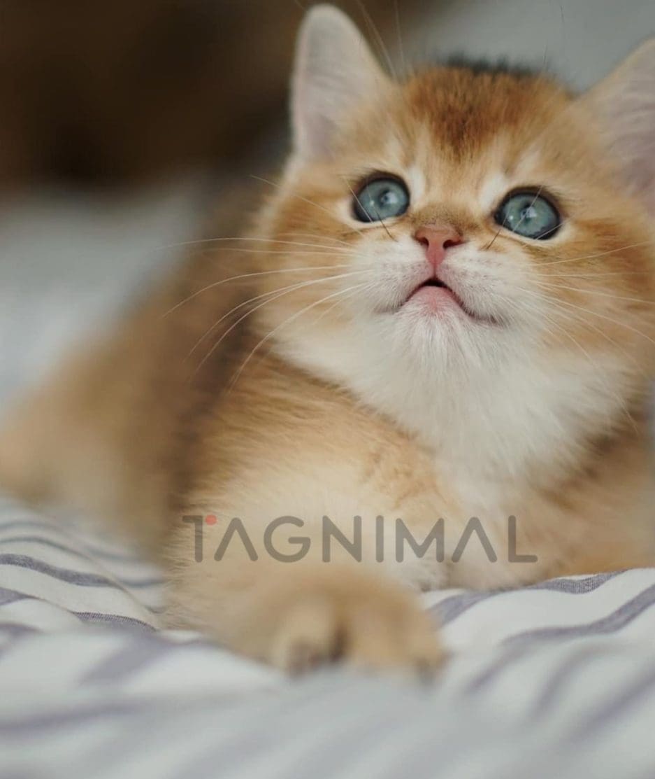 British Shorthair kitten for sale, cat for sale at Tagnimal