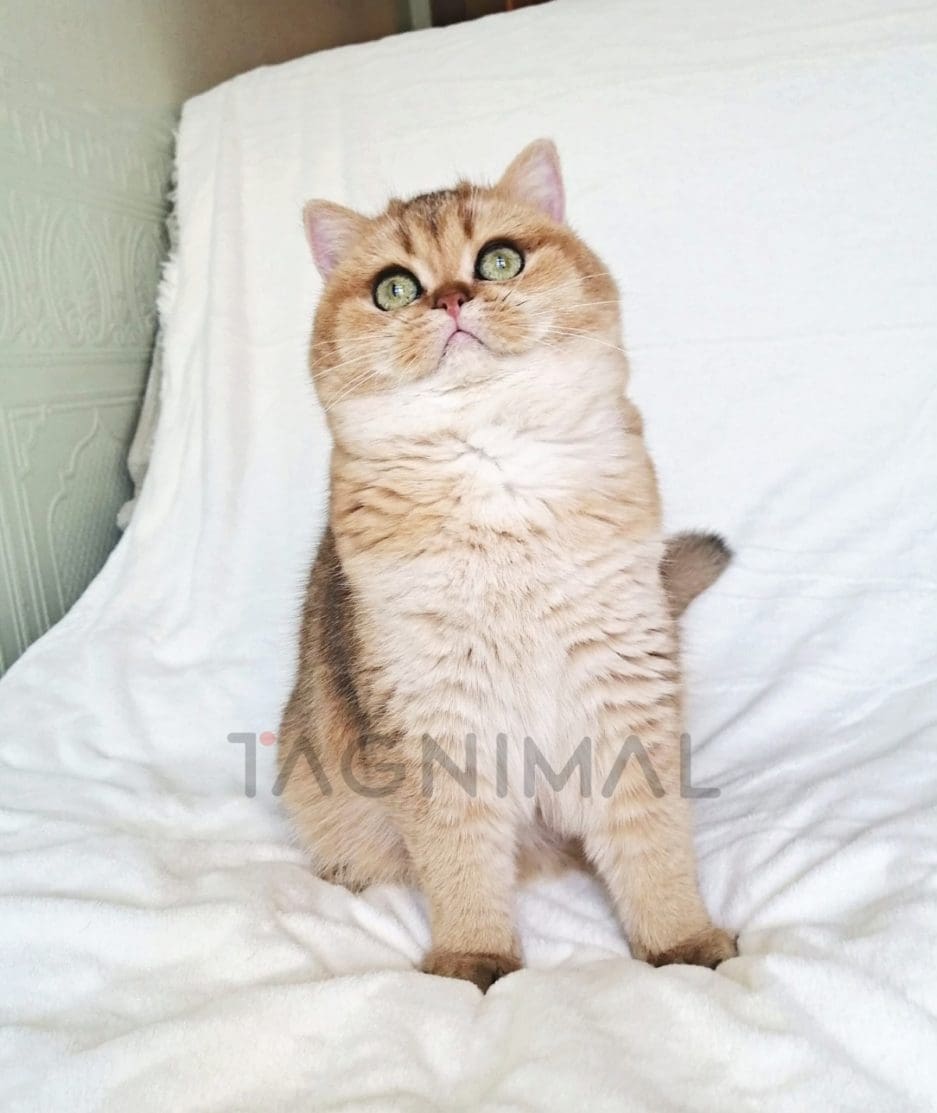 British Shorthair kitten for sale, cat for sale at Tagnimal