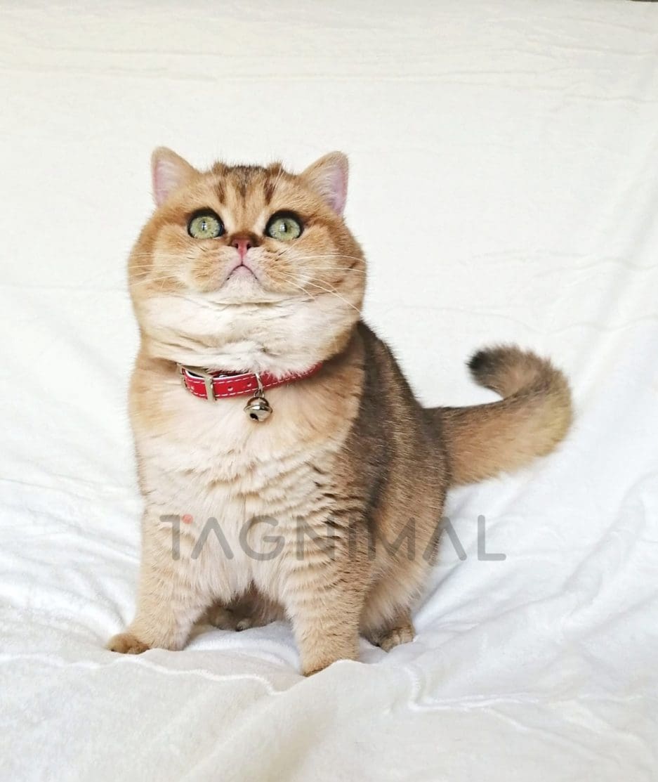 British Shorthair kitten for sale, cat for sale at Tagnimal