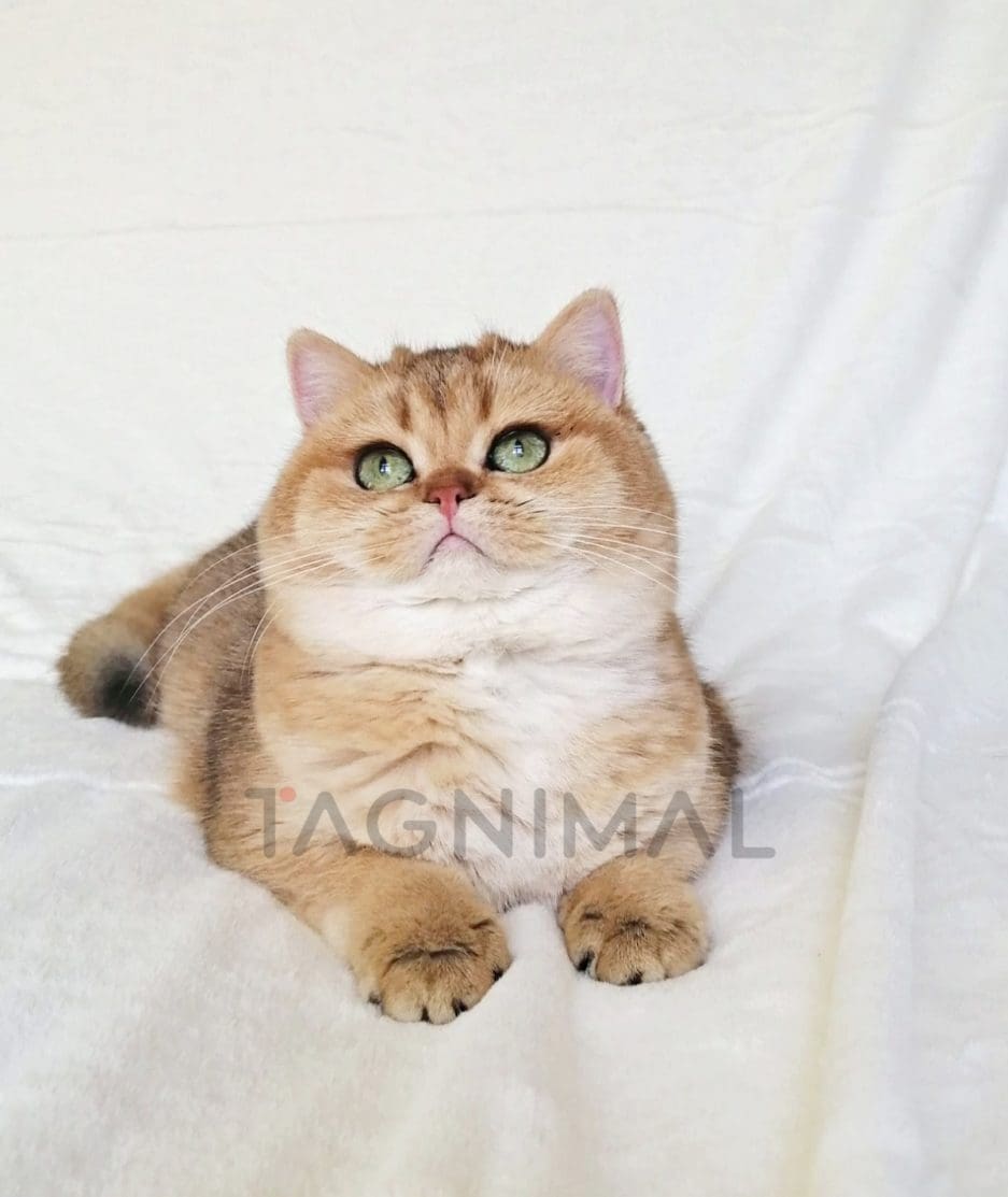 British Shorthair kitten for sale, cat for sale at Tagnimal