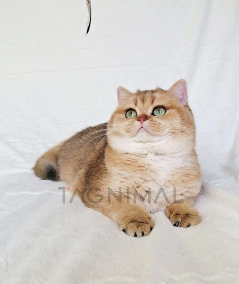 British Shorthair kitten for sale, cat for sale at Tagnimal