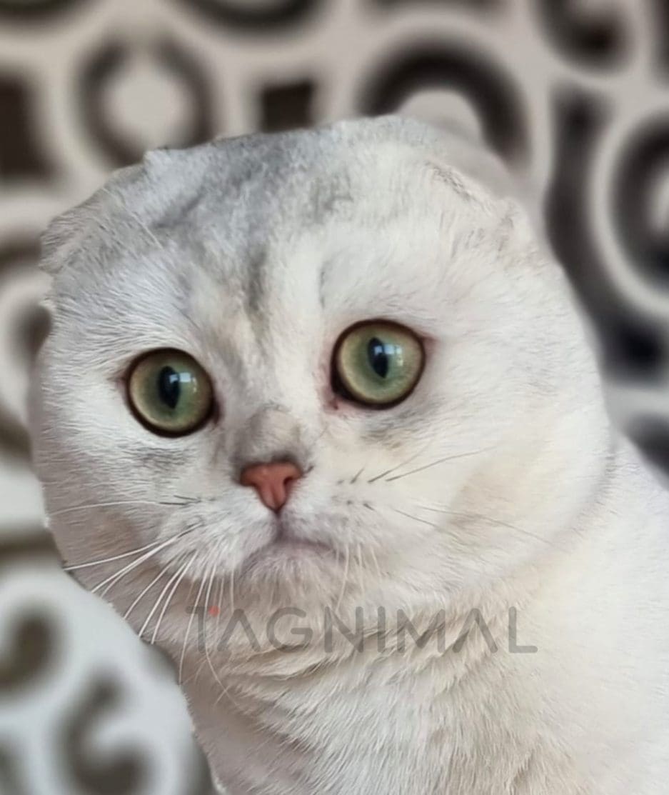 Scottish fold kitten for sale, cat for sale at Tagnimal