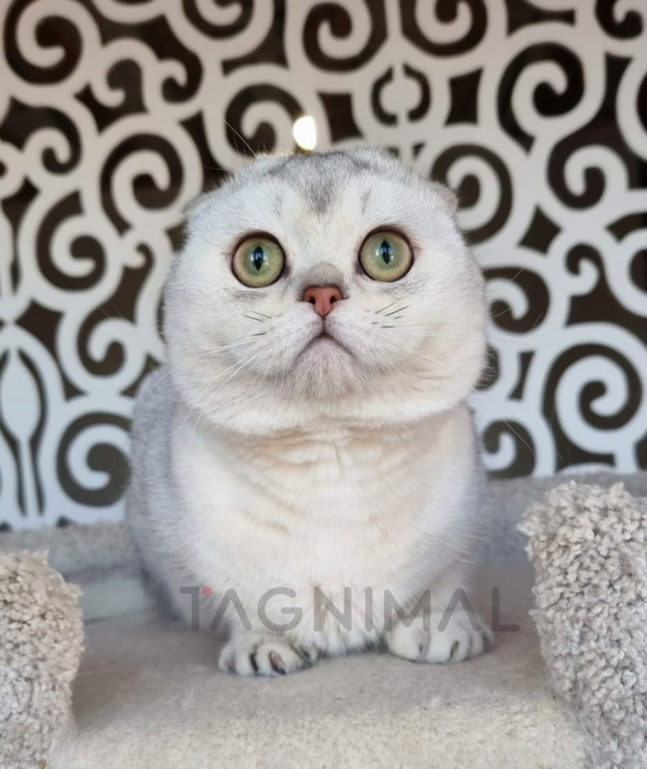 Scottish fold kitten for sale, cat for sale at Tagnimal