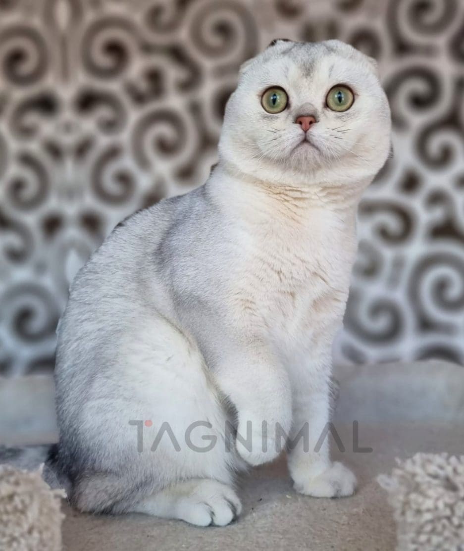 Scottish fold kitten for sale, cat for sale at Tagnimal