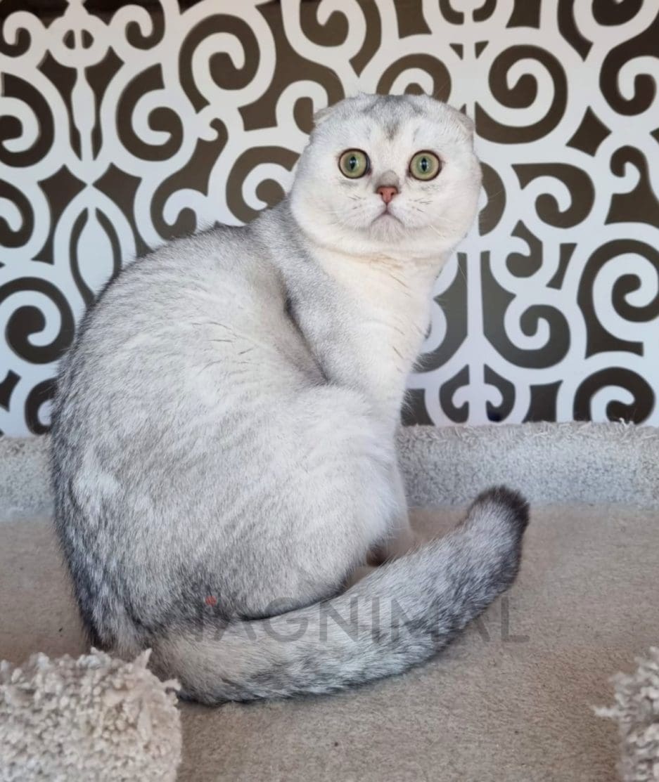 Scottish fold kitten for sale, cat for sale at Tagnimal