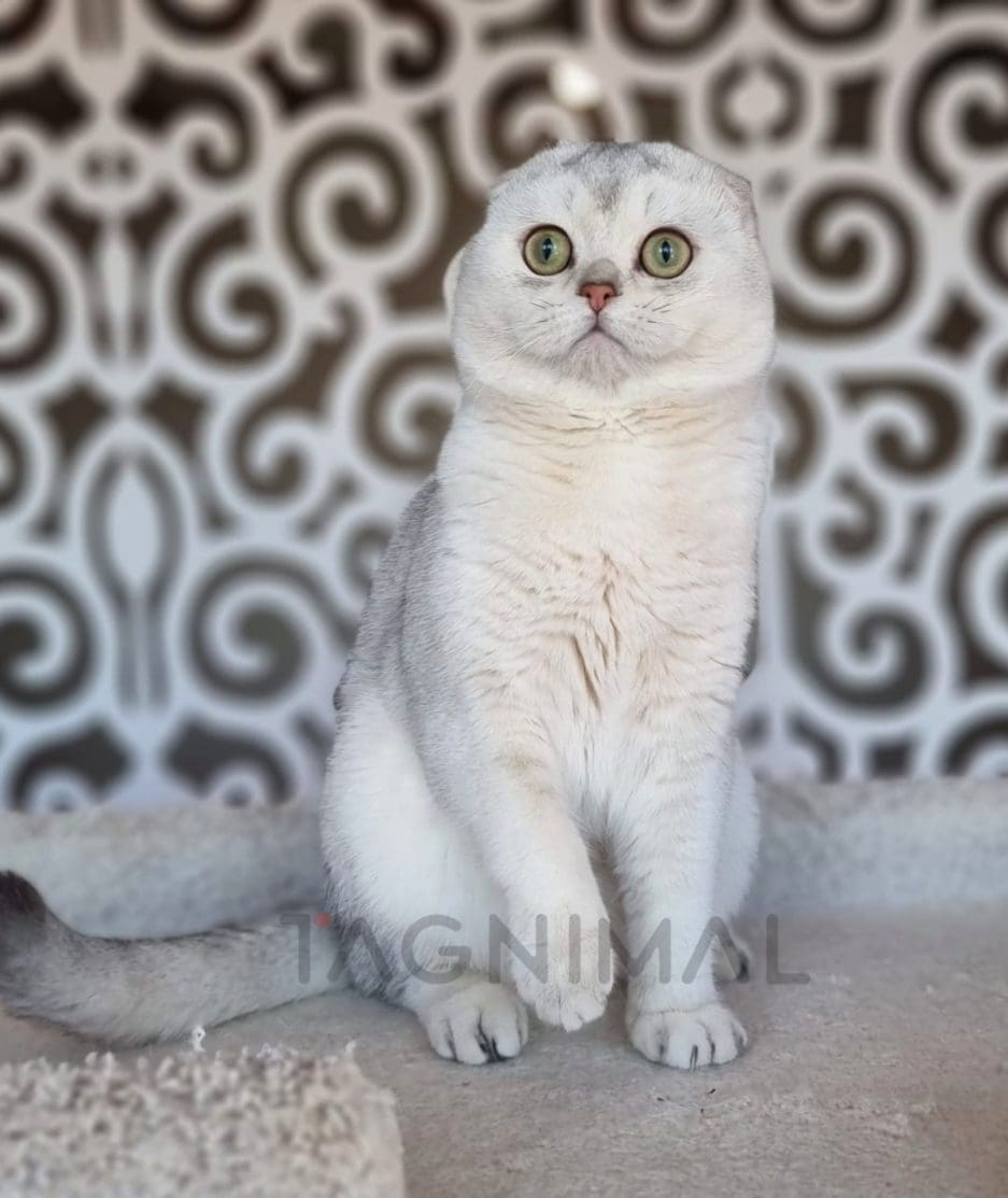 Scottish fold kitten for sale, cat for sale at Tagnimal