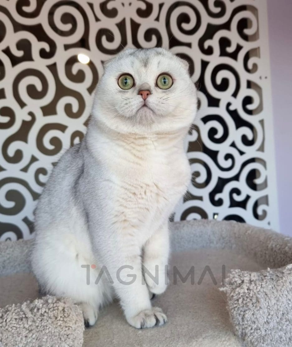 Scottish fold kitten for sale, cat for sale at Tagnimal