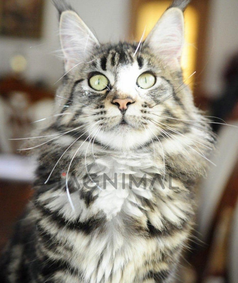 Maine coon kitten for sale, cat for sale at Tagnimal