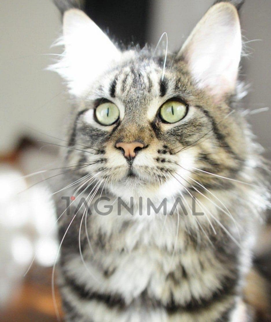 Maine coon kitten for sale, cat for sale at Tagnimal