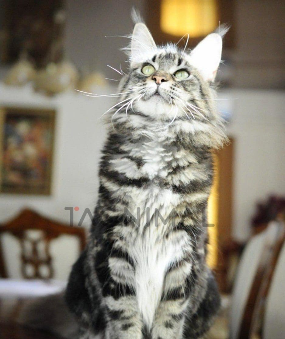 Maine coon kitten for sale, cat for sale at Tagnimal