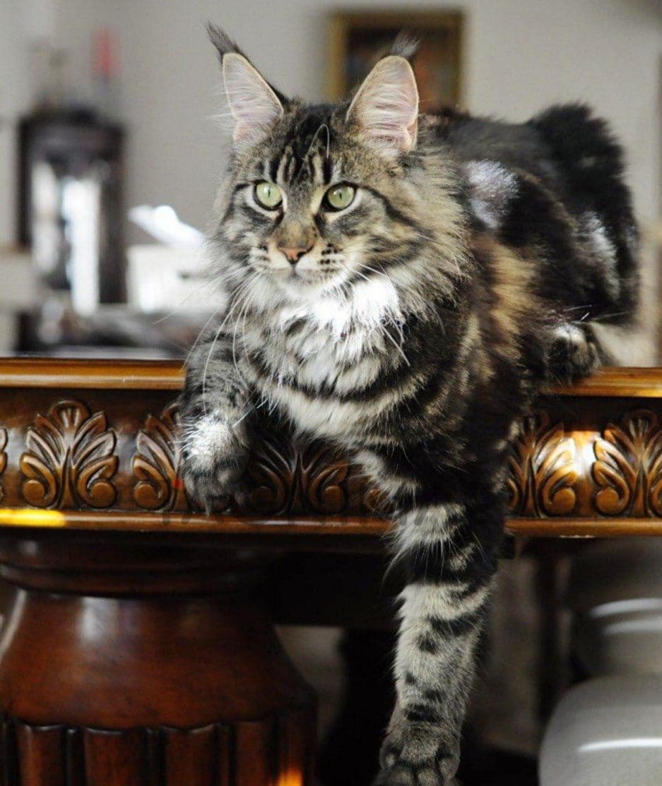 Maine coon kitten for sale, cat for sale at Tagnimal