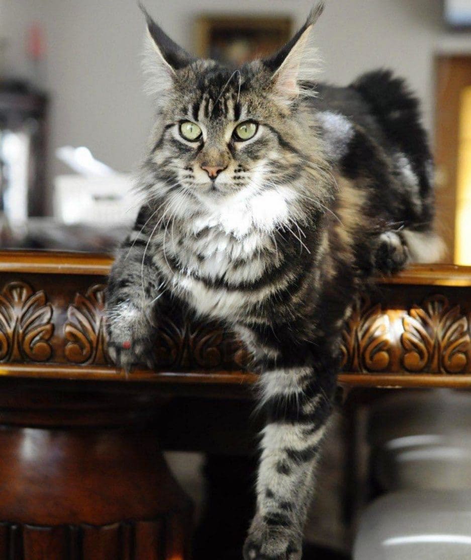 Maine coon kitten for sale, cat for sale at Tagnimal