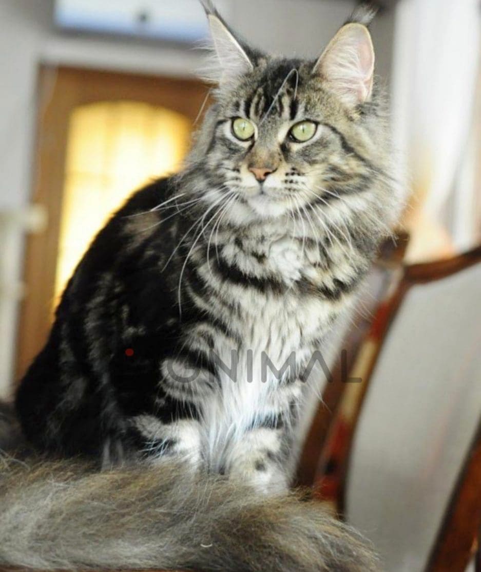 Maine coon kitten for sale, cat for sale at Tagnimal