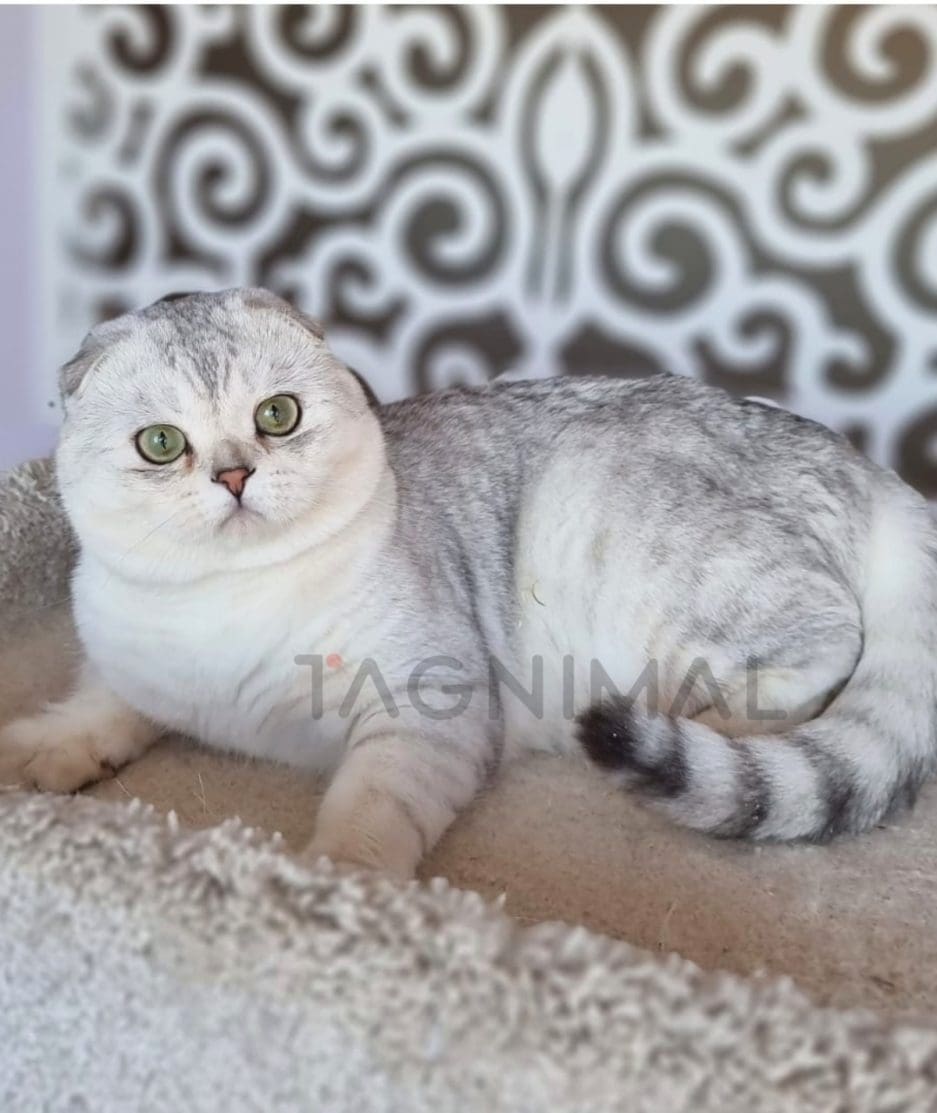 Scottish fold kitten for sale, cat for sale at Tagnimal