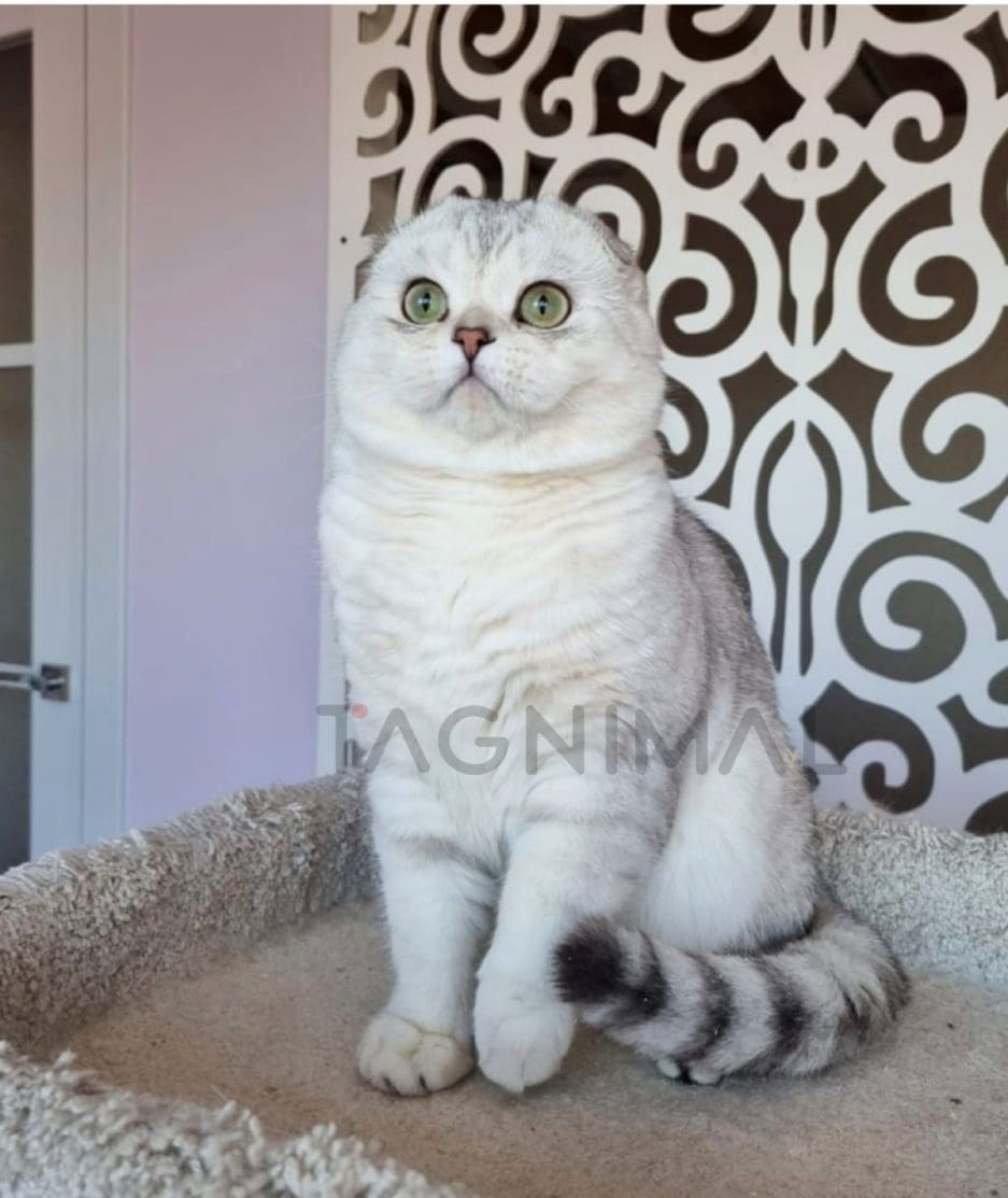 Scottish fold kitten for sale, cat for sale at Tagnimal