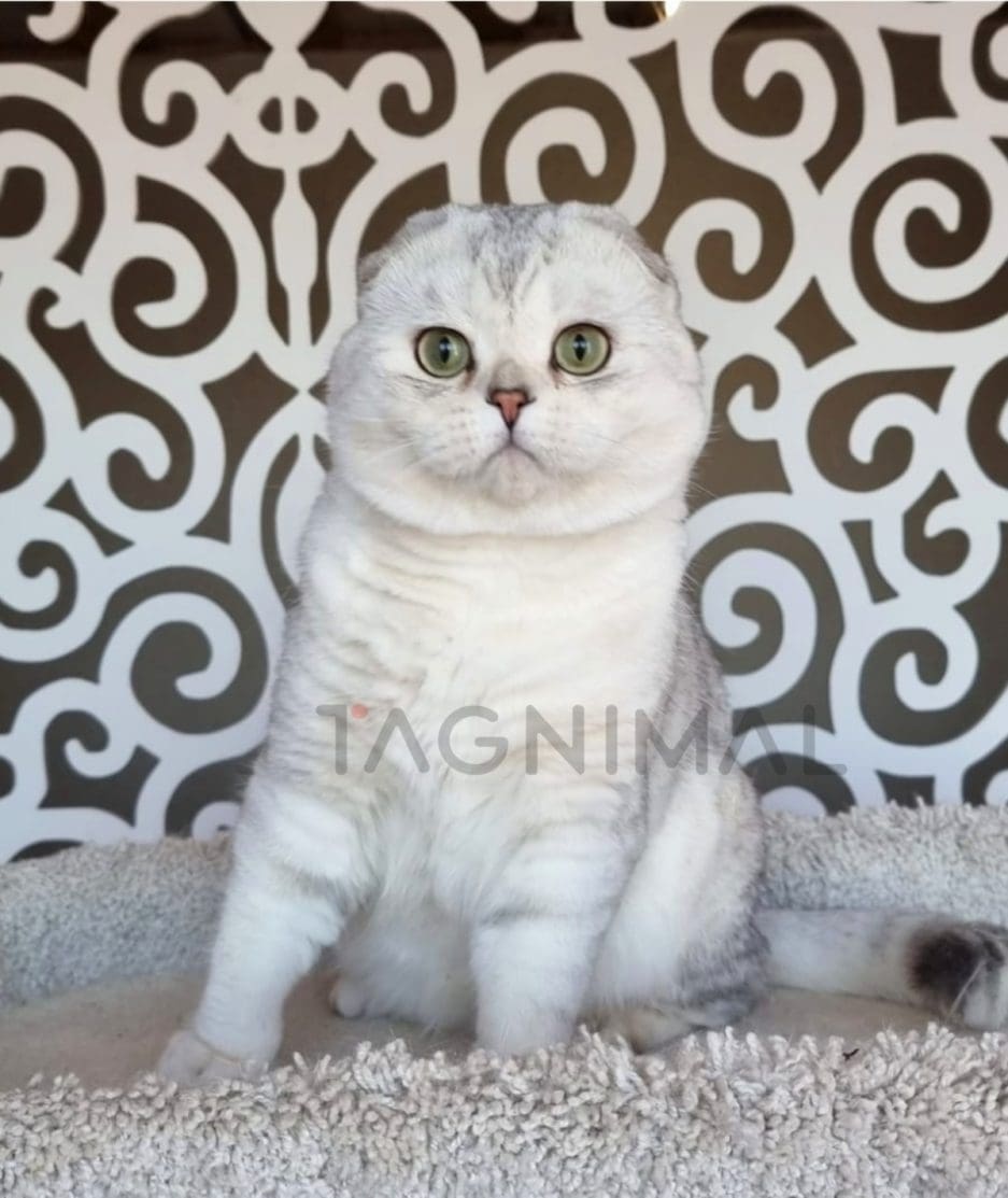 Scottish fold kitten for sale, cat for sale at Tagnimal