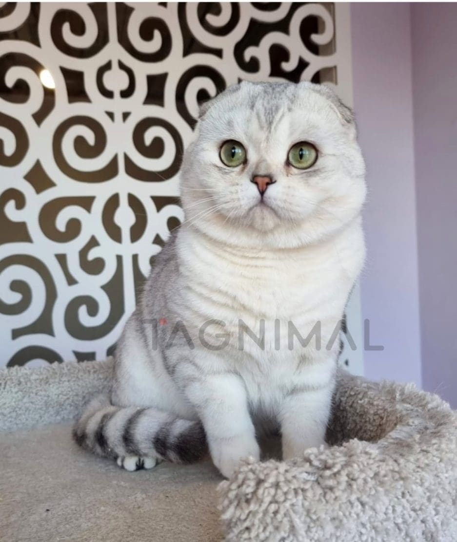 Scottish fold kitten for sale, cat for sale at Tagnimal