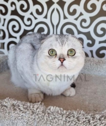 Scottish fold kitten for sale, cat for sale at Tagnimal