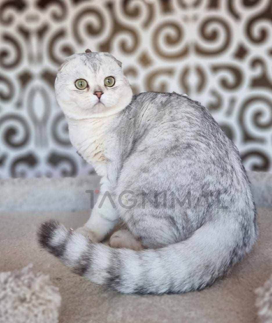 Scottish fold kitten for sale, cat for sale at Tagnimal