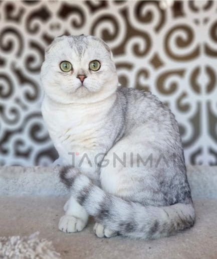 Scottish fold kitten for sale, cat for sale at Tagnimal