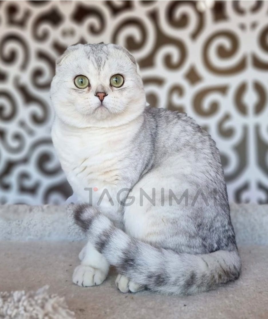 Scottish fold kitten for sale, cat for sale at Tagnimal