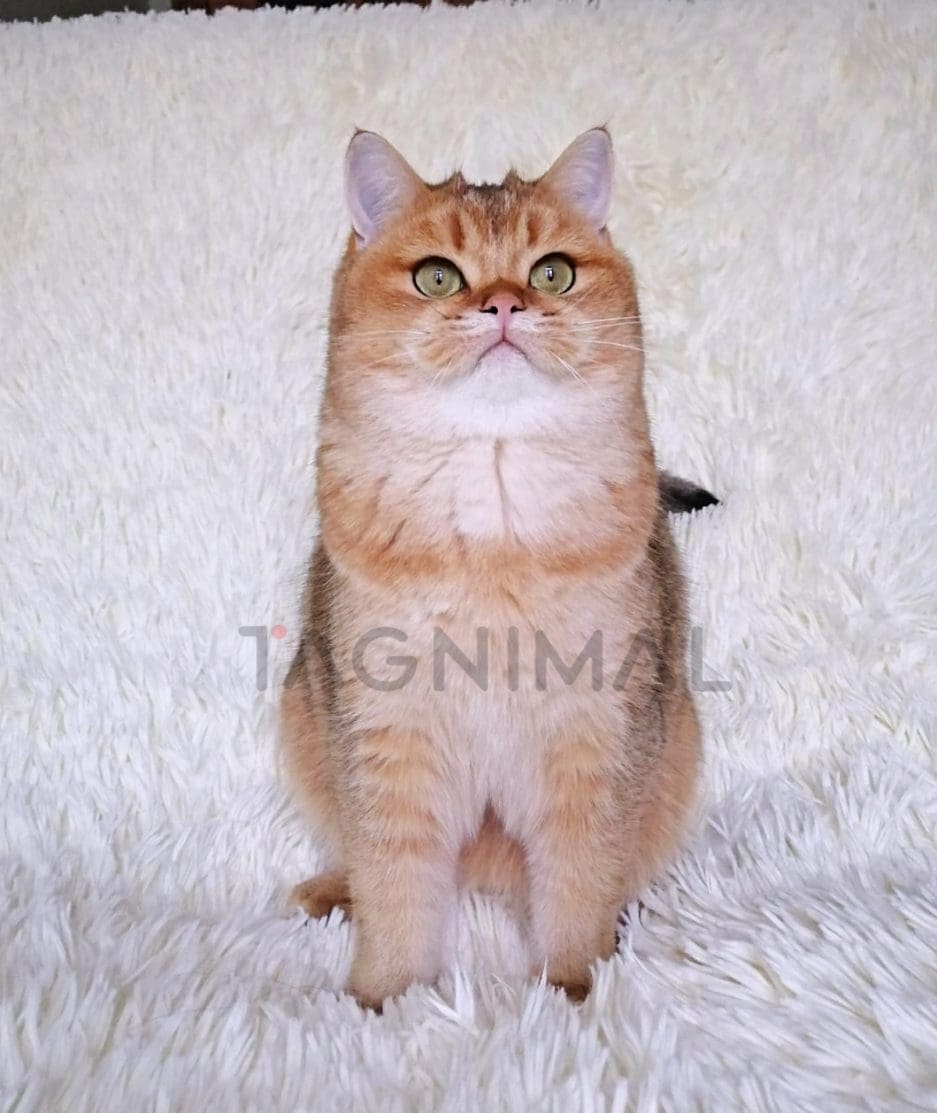 British Shorthair kitten for sale, cat for sale at Tagnimal