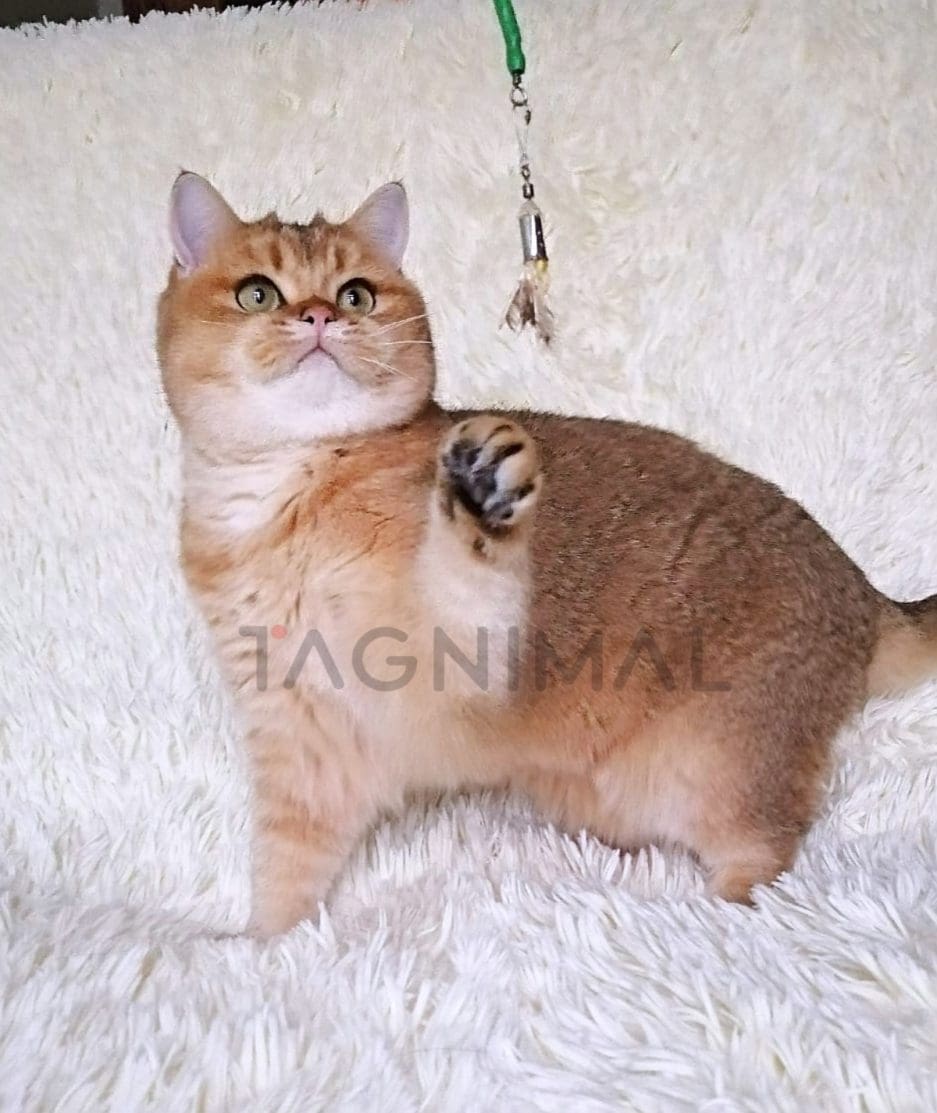 British Shorthair kitten for sale, cat for sale at Tagnimal