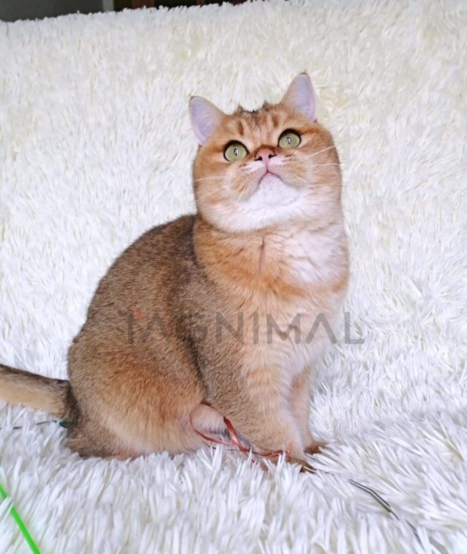 British Shorthair kitten for sale, cat for sale at Tagnimal