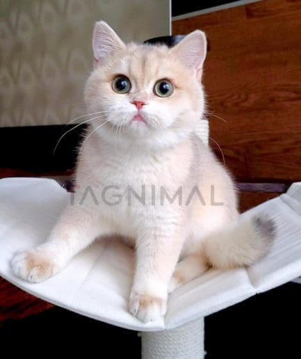 British Shorthair kitten for sale, cat for sale at Tagnimal