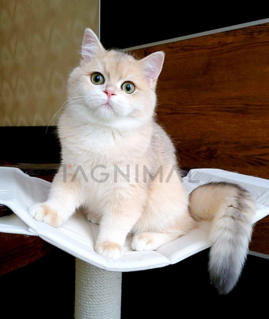 British Shorthair kitten for sale, cat for sale at Tagnimal