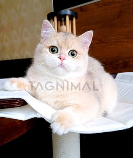 British Shorthair kitten for sale, cat for sale at Tagnimal