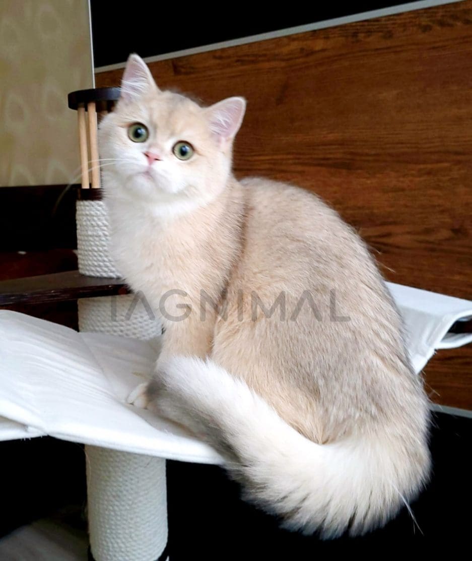 British Shorthair kitten for sale, cat for sale at Tagnimal