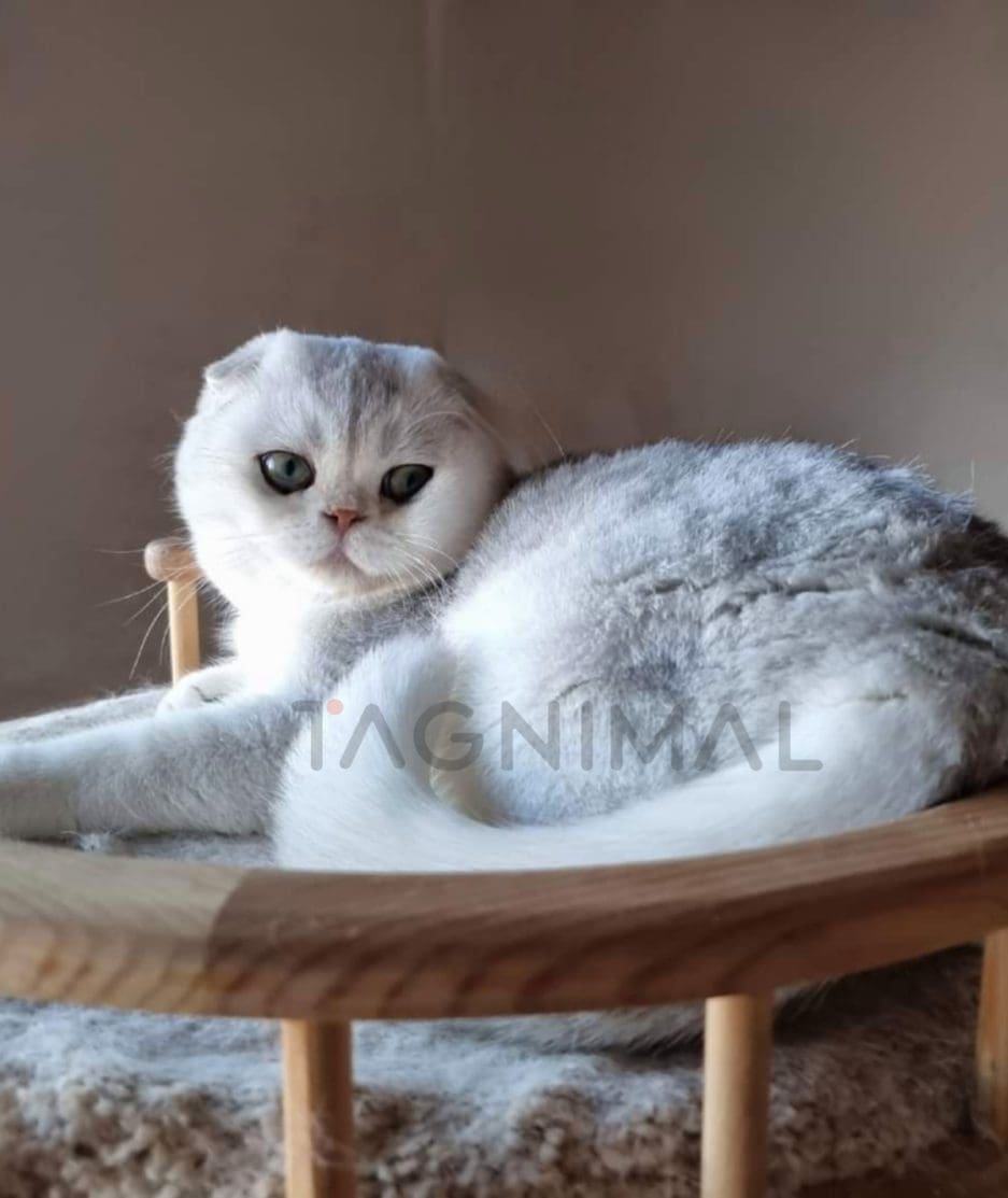 Scottish fold kitten for sale, cat for sale at Tagnimal