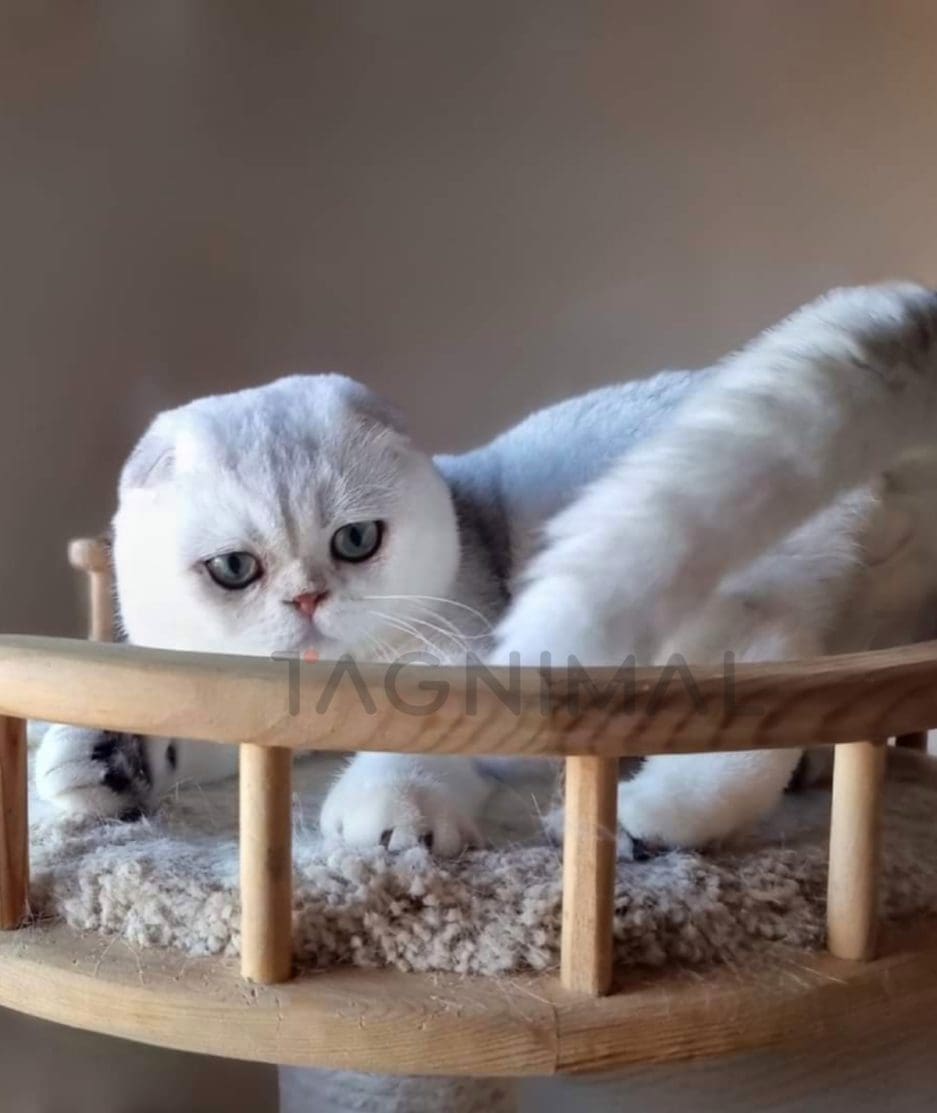 Scottish fold kitten for sale, cat for sale at Tagnimal