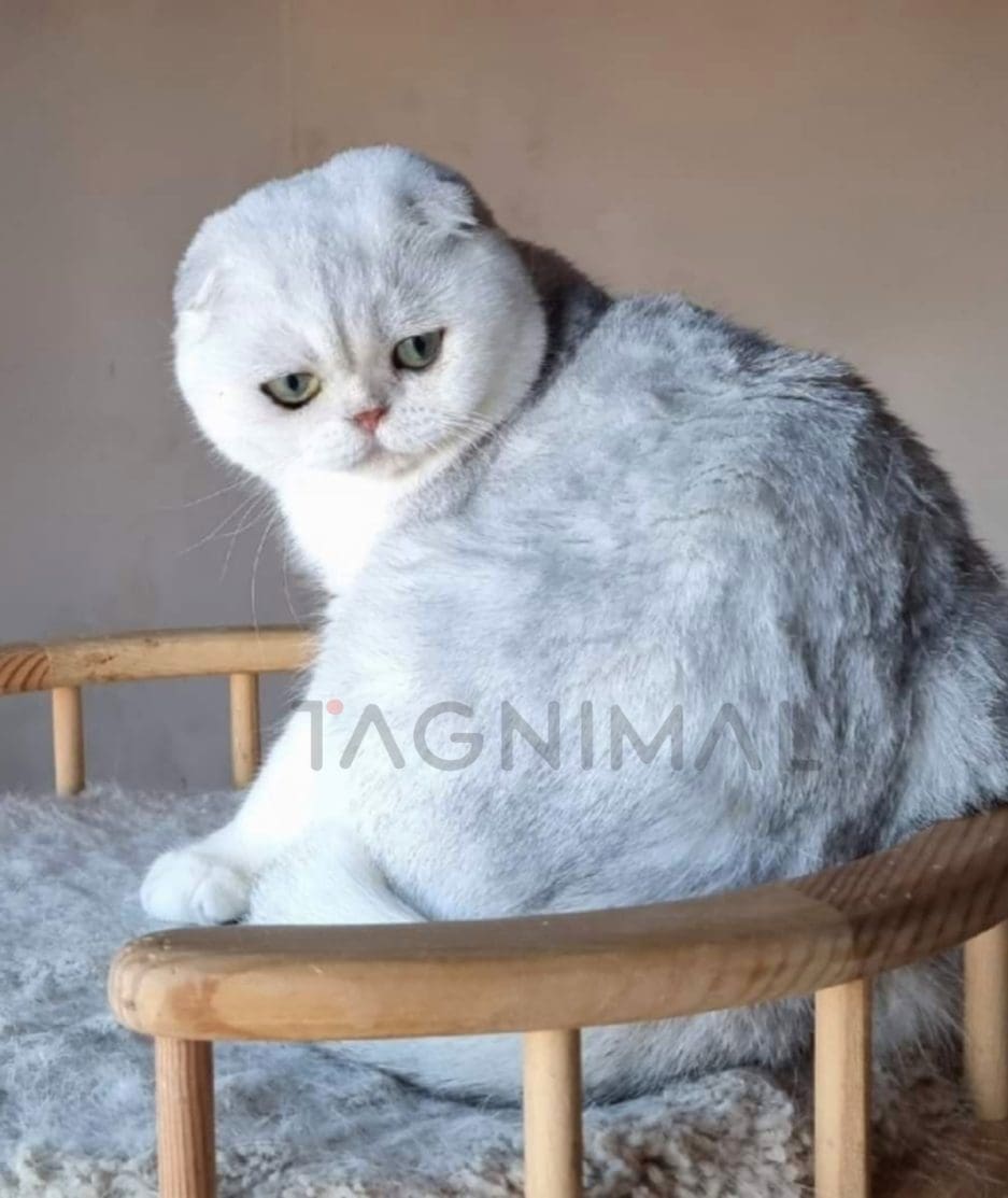 Scottish fold kitten for sale, cat for sale at Tagnimal