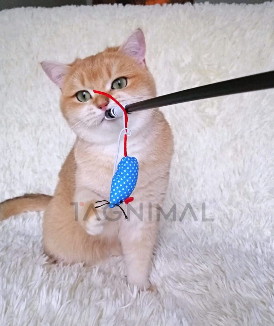 British Shorthair kitten for sale, cat for sale at Tagnimal