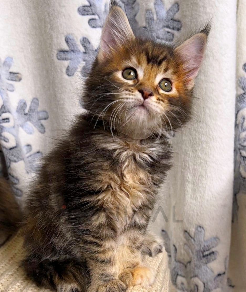 Maine coon kitten for sale, cat for sale at Tagnimal