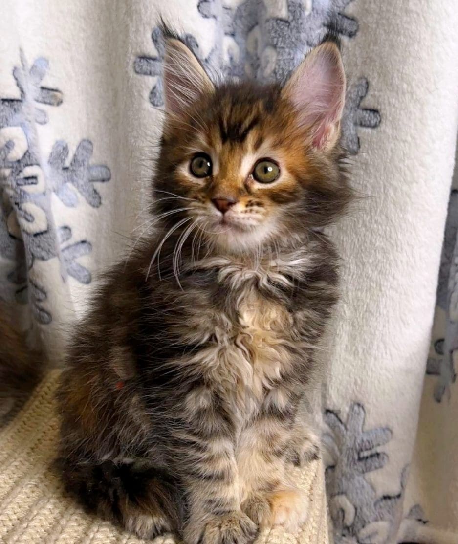 Maine coon kitten for sale, cat for sale at Tagnimal