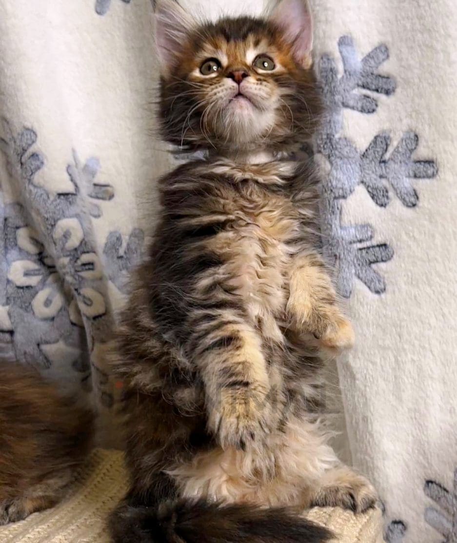 Maine coon kitten for sale, cat for sale at Tagnimal