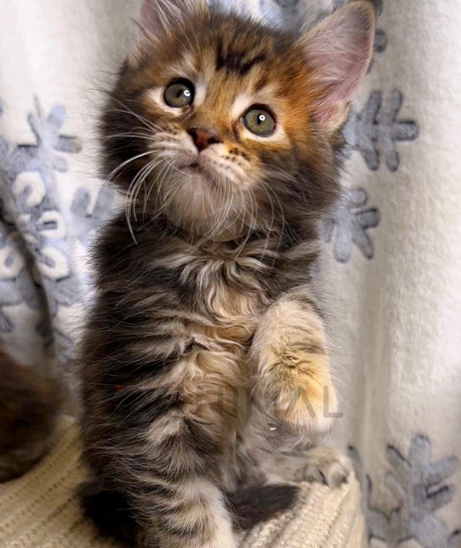 Maine coon kitten for sale, cat for sale at Tagnimal