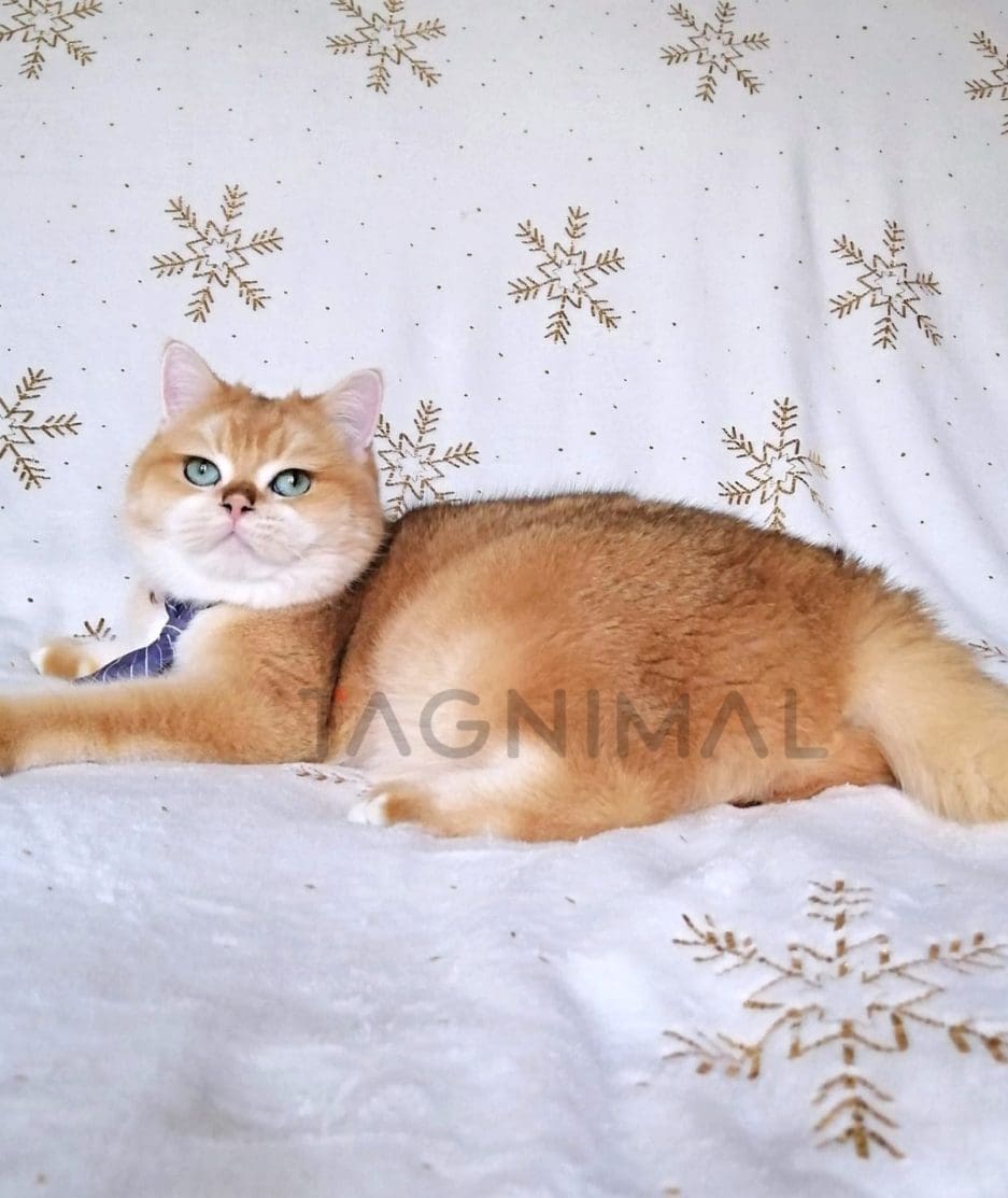 British Shorthair kitten for sale, cat for sale at Tagnimal