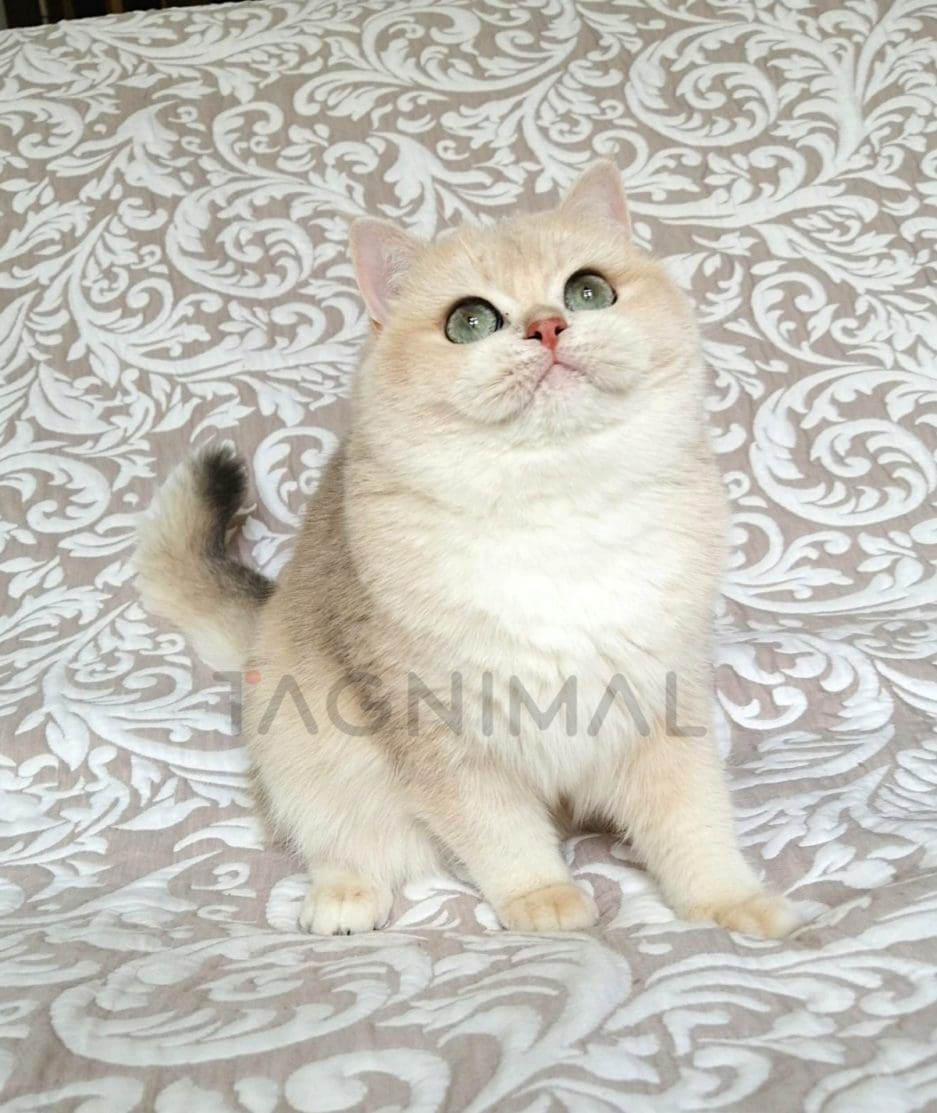 British Shorthair kitten for sale, cat for sale at Tagnimal