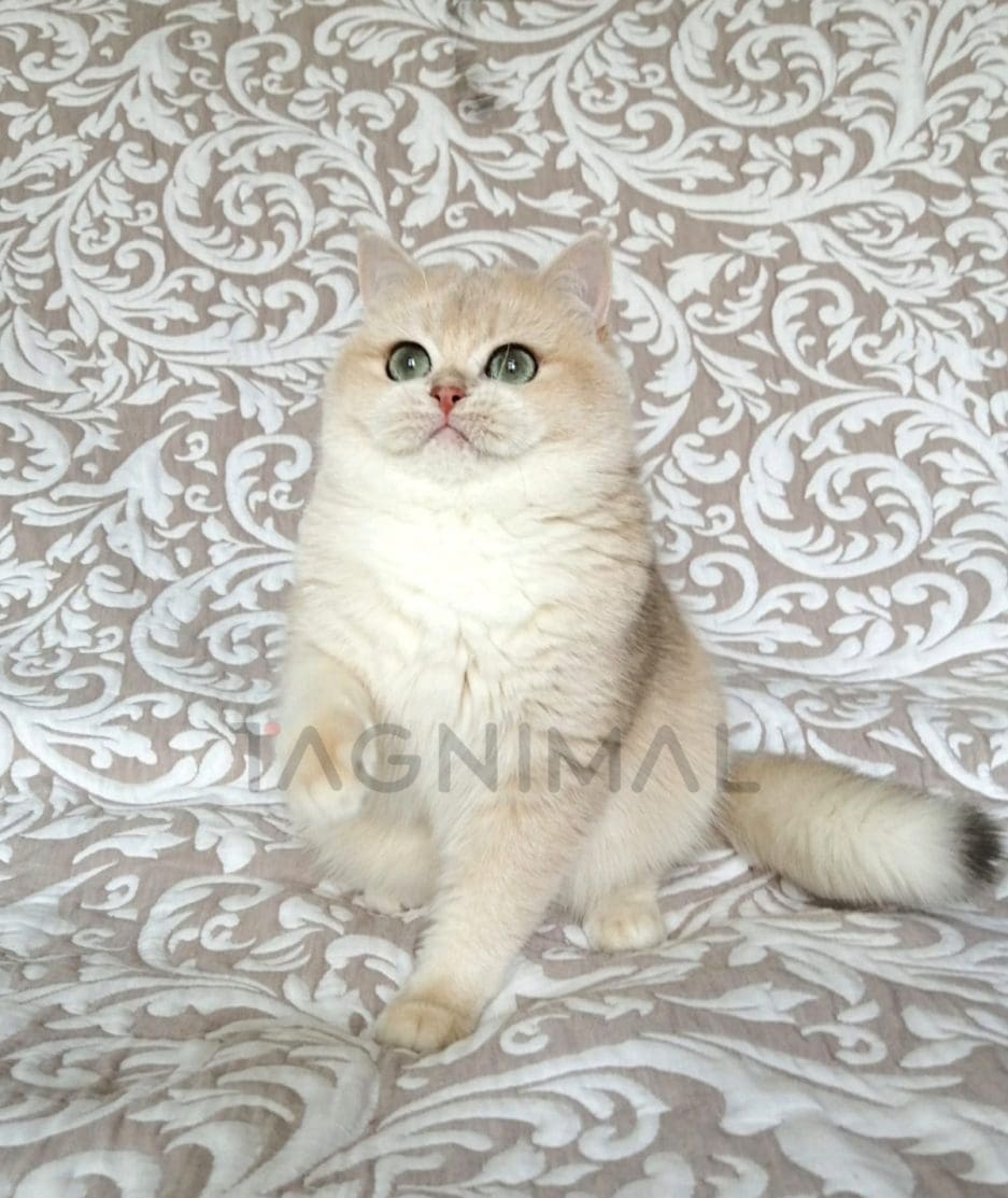 British Shorthair kitten for sale, cat for sale at Tagnimal